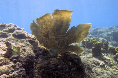 Téléchargez les photos : Corail mou sur le récif de Champagne près de Roseau, Dominique - en image libre de droit