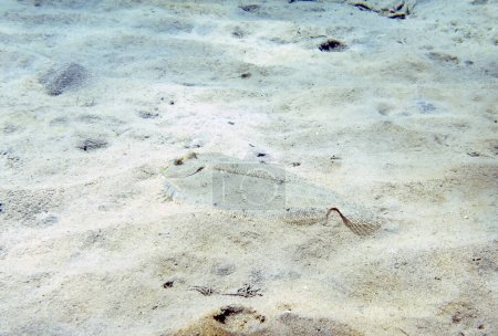 Una platija de pavo real (Bothus mancus) en el Mar Caribe, Dominica