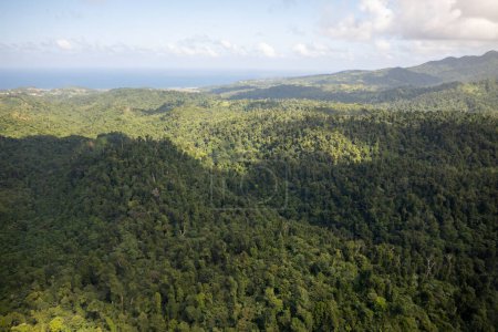 Une vue aérienne de la végétation épaisse dans une zone rurale de la Dominique
