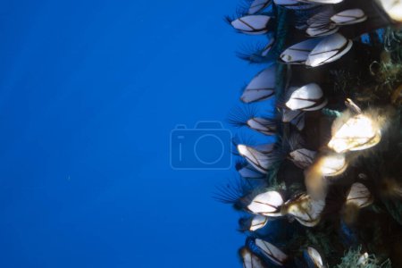 Barnacles sur un filtre à corde de bouée alimentant en pleine mer près de Roseau, Dominique