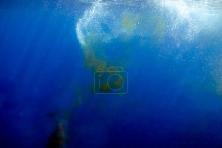 Téléchargez les photos : Un cachalot (Physeter macrocephalus) libère un panache fécal près de la surface dans la mer des Caraïbes, en Dominique - en image libre de droit