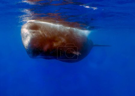 Una ballena espermática adulta (Physeter macrocephalus) en el Mar Caribe