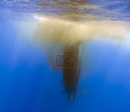 Téléchargez les photos : Un cachalot (Physeter macrocephalus) libère un panache fécal près de la surface dans la mer des Caraïbes, en Dominique - en image libre de droit