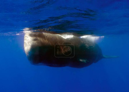 Téléchargez les photos : Un cachalot adulte (Physeter macrocephalus) dans la mer des Caraïbes - en image libre de droit