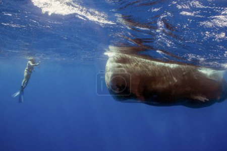 Téléchargez les photos : Un plongeur observant un cachalot (Physeter macrocephalus) dans la mer des Caraïbes - en image libre de droit