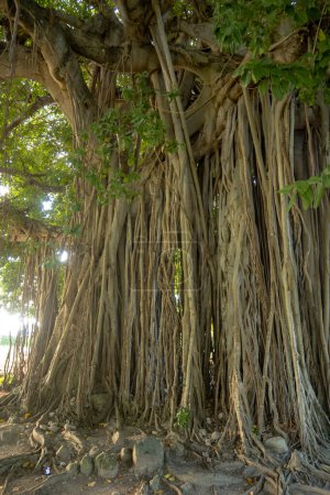Téléchargez les photos : Un arbre de Banyan (Ficus benghalensis) dans les jardins botaniques de Roseau, Dominique - en image libre de droit