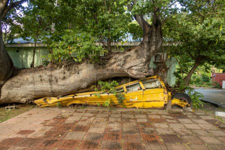 Téléchargez les photos : Un vieux bus scolaire écrasé par un arbre tombé dans les jardins botaniques de Roseau, Dominique - en image libre de droit