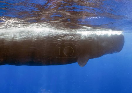 Una ballena espermática adulta (Physeter macrocephalus) en el Mar Caribe