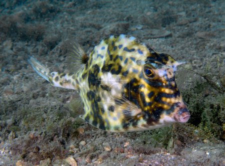 A Scrawled Cowfish (Acanthostracion quadricornis) in Florida, USA