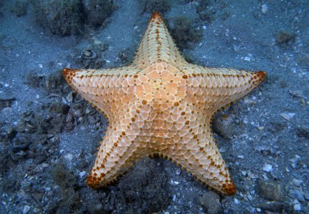 Photo for A Red Cushion Sea Star (Oreaster reticulatus) in Florida, USA - Royalty Free Image