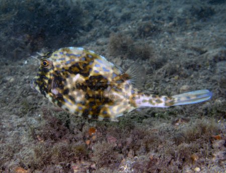 Ein Raupenkuhfisch (Acanthostracion quadricornis) in Florida, USA