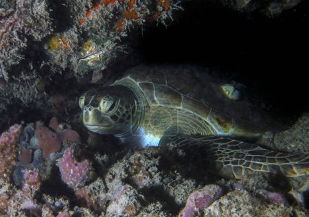 Eine Grüne Meeresschildkröte (Chelonia mydas) in Florida, USA