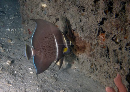 A Gray Angelfish (Pomacanthus arcuatus) in the sub-adult phase in Florida, USA