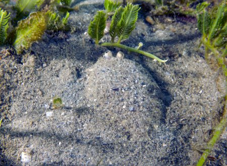 Photo for An Eyed Flounder (Bothus ocellatus) in Florida, USA - Royalty Free Image