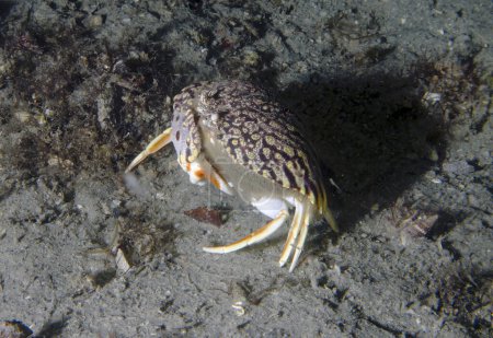 A Flame Box Crab (Calappa flammea) in Florida, USA