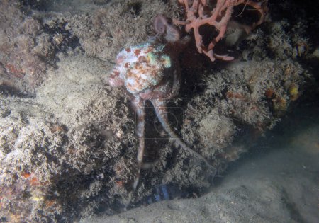 Un pulpo del arrecife caribeño (Octopus briareus) en Florida, Estados Unidos