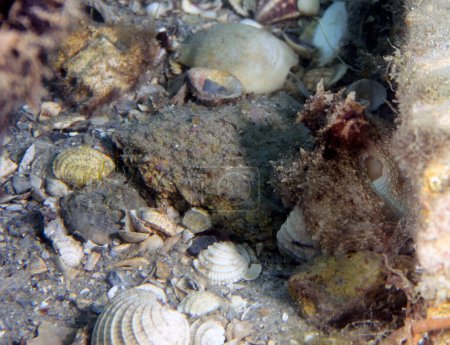 Une pieuvre commune (Octopus cyanea) en Floride, États-Unis