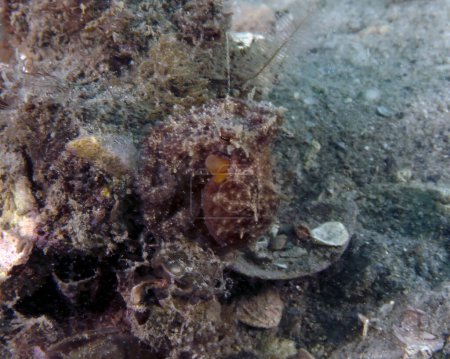 Foto de Pulpo común (Octopus cyanea) en Florida, EE.UU. - Imagen libre de derechos