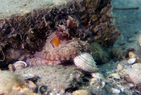 Une pieuvre commune (Octopus cyanea) en Floride, États-Unis