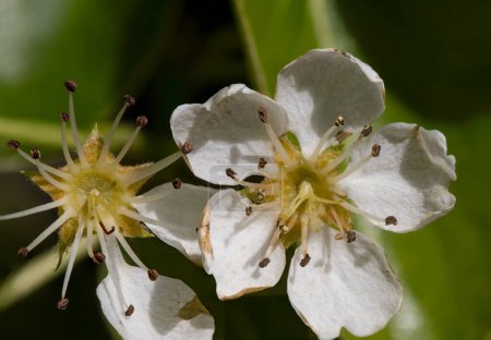 The blossom of a Snow Pear (Pyrus nivalis) in a garden in Suffolk, UK