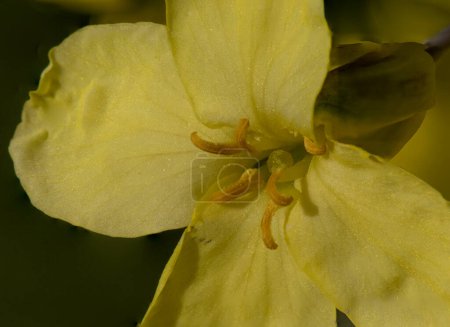 Close up of a Common Evening Primrose (Oenothera biennis) in a garden in Suffolk, UK