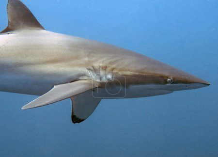 Silky Shark (Carcharhinus falciformis) en el Océano Pacífico, Baja California Sur, México
