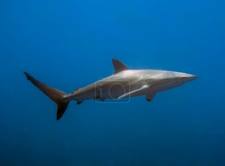 Silky Shark (Carcharhinus falciformis) en el Océano Pacífico, Baja California Sur, México