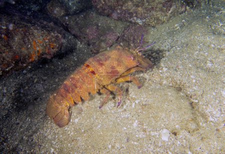 A Galapagos Slipper Lobster (Scyllarides astori) in Baja California Sur, Mexico