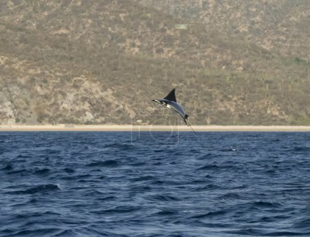 Munks Teufelsrochen alias Mobula Rochen (Mobula munkiana) beim Sprung aus dem Wasser in Baja California Sur, Mexiko
