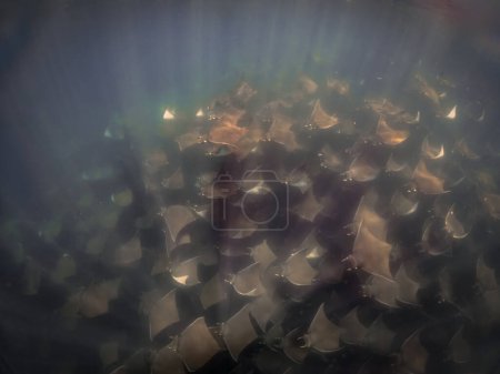 A large aggregation of Munk's Devil Rays aka Mobula Rays (Mobula munkiana) in Baja California Sur, Mexico