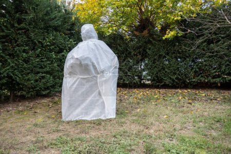 Photo for Olive tree covered with a special technical fabric to protect it from the cold during the winter season in northern Italy. - Royalty Free Image