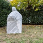 Olive tree covered with a special technical fabric to protect it from the cold during the winter season in northern Italy.