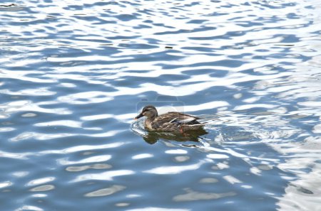 Mandarin-Ente schwimmt mit Wellenhintergrund im See