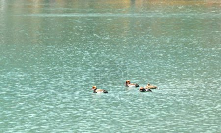 canard mandarin nageant avec fond de vague d'eau dans le lac