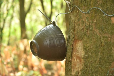 Gummi- oder Paraholz-Baum mit Kelch zum morgendlichen Anzapfen am Stamm im Bauernhof