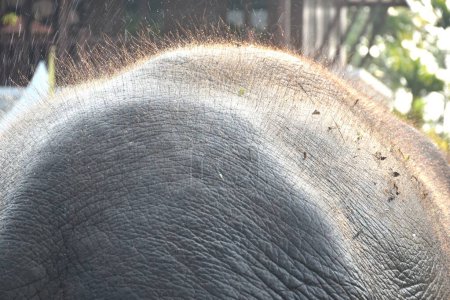 Photo for Close up of elephant hair and skin in garden background and texture - Royalty Free Image