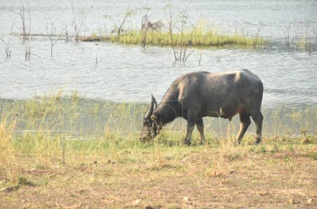 Búfalo tailandés alimentando hierba en el campo en el lago embalse de agua Klong bot en Tailandia