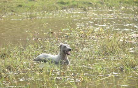 perro empapado en agua para refrescarse en el lago depósito de agua Klong bot en Tailandia