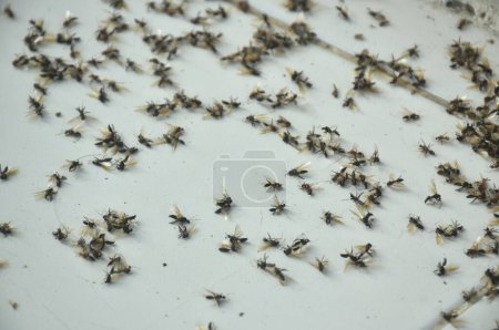 mort éphémère ou termite ailé volant après la pluie dans la nuit et mourir sur le sol de la tuile à la maison le matin