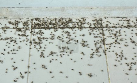 mayfly muerte o termitas aladas que vuelan después de la lluvia en la noche y mueren en el suelo de baldosas en casa por la mañana