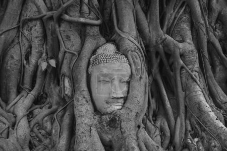 ancient Buddha statue covering by root of bodhi tree in Wat Mahathat travel landmark in Thailand