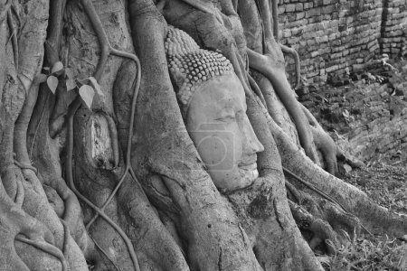 ancient Buddha statue covering by root of bodhi tree in Wat Mahathat travel landmark in Thailand