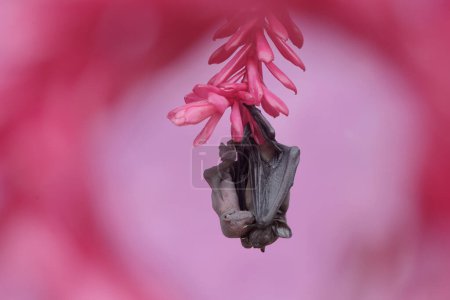 Photo for A mother short nosed fruit bat is resting while holding her young in a wildflower. This flying mammal has the scientific name Cynopterus minutus. - Royalty Free Image