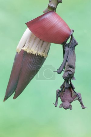 Photo for A mother short nosed fruit bat is resting while holding her baby on a banana flower. This flying mammal has the scientific name Cynopterus minutus. - Royalty Free Image