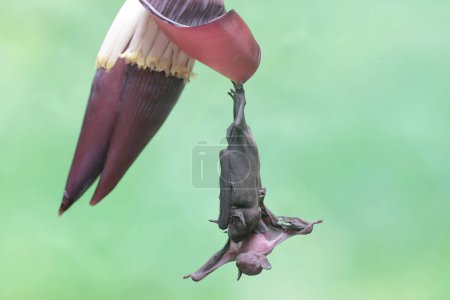 Photo for A mother short nosed fruit bat is resting while holding her baby on a banana flower. This flying mammal has the scientific name Cynopterus minutus. - Royalty Free Image