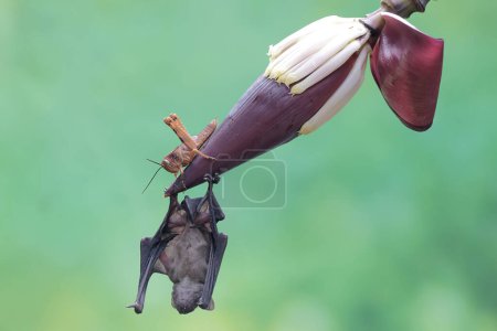 Photo for A short nosed fruit bat is eating a grasshopper on a banana flower. This flying mammal has the scientific name Cynopterus minutus. - Royalty Free Image
