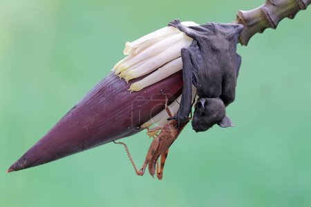 Photo for A short nosed fruit bat is eating a grasshopper on a banana flower. This flying mammal has the scientific name Cynopterus minutus. - Royalty Free Image