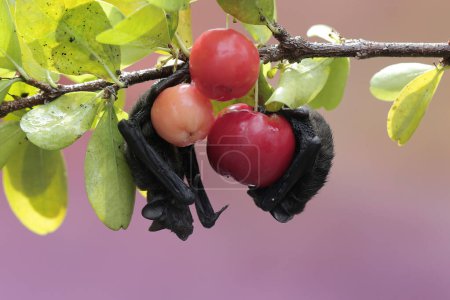 Photo for A mother short nosed fruit bat is resting while holding her baby on a fruit-filled Surinam cherry branch. This flying mammal has the scientific name Cynopterus minutus. - Royalty Free Image