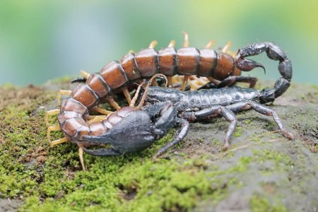 An Asian forest scorpion is ready to prey on a centipede (Scolopendra morsitans) on a rock overgrown with moss. This stinging animal has the scientific name Heterometrus spinifer.