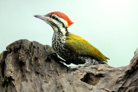 A male common flameback or common goldenback is looking for prey in a rotting tree trunk. This bird, which has the scientific name Dinopium javanense, likes to prey on insects and small reptiles.  Poster 624033614